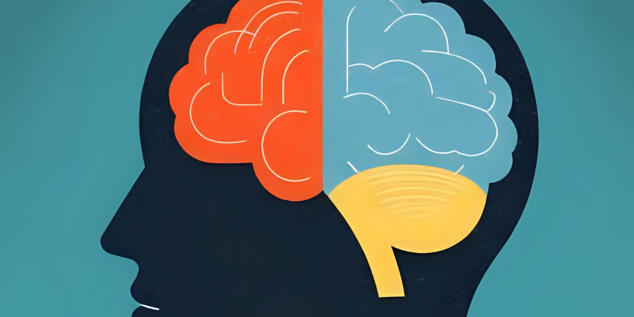 Illustration of a brain. One half of the brain is red while the other is blue.he 